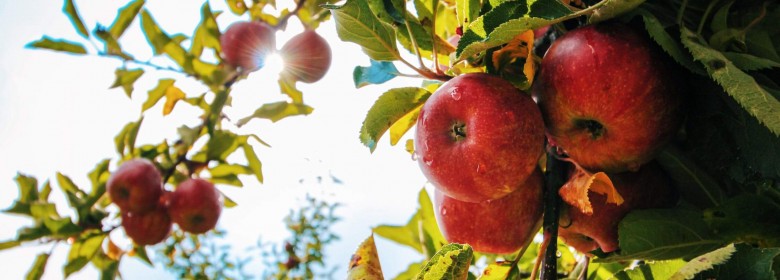 Ocet jabłkowy - 5 najważniejszych korzyści.